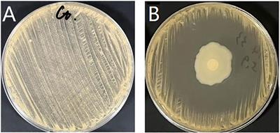 Whole genome analysis of intestinal source Bacillus and its effect on the prevention and control of hybrid snakehead (Channa maculata ♀ × Channa argus ♂) nocardiosis